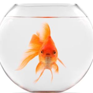 Martin’s Goldfish ‘Bubbles’
