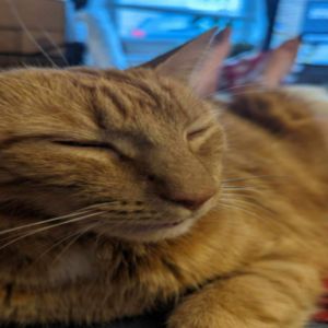 Gary’s Cat ‘Steve’