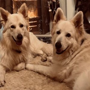 Jonathan’s Dogs ‘Zeus’ & ‘Loki’