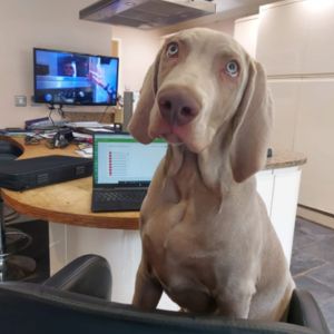 Connor’s Dog ‘Milo’